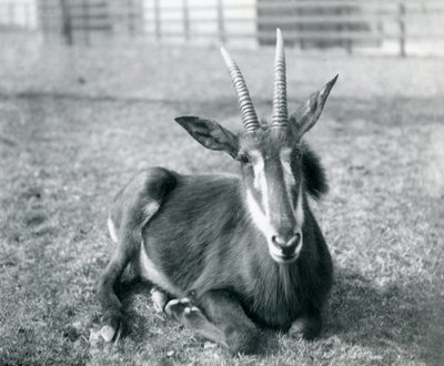 A young Sable Antelope sitting at London Zoo by Frederick William Bond
